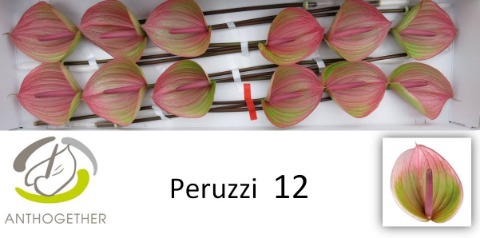 <h4>ANTH A PERUZZI 12</h4>