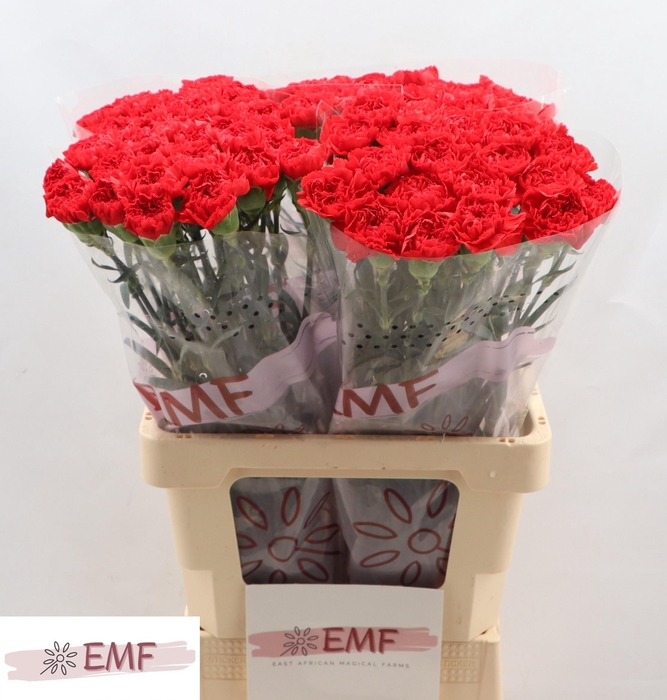 <h4>DI ST BOUZERON</h4>