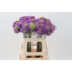 SCABIOSA ATROP. 'BONB SCOOP UBE'