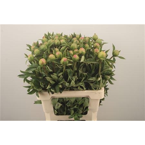 Paeo L Pink Hawai Co