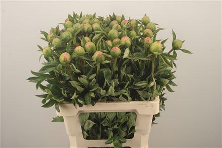 <h4>Paeo L Pink Hawai Co</h4>