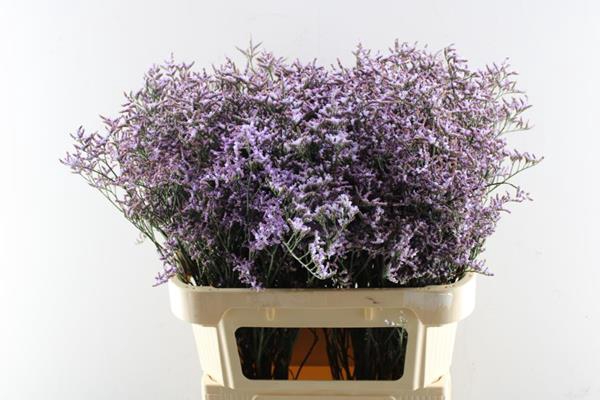 <h4>Lim Saf Lilac L 80/40</h4>