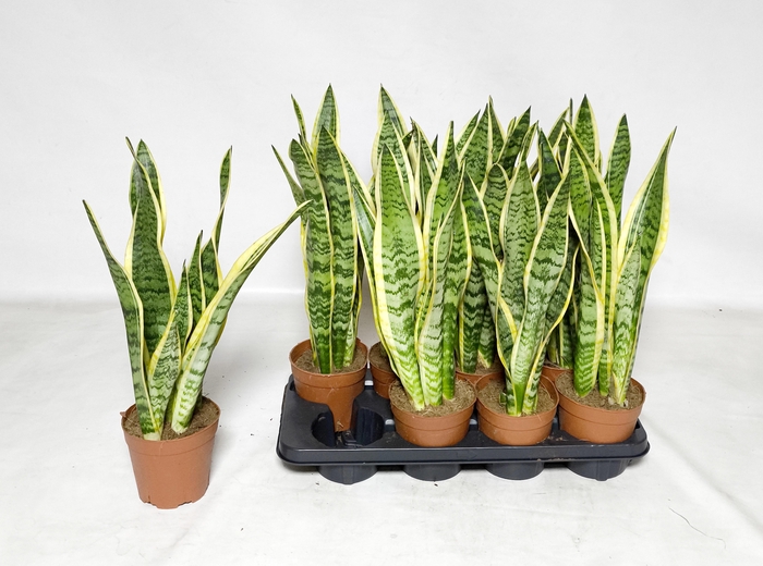 <h4>SANSEV LAURENTII</h4>