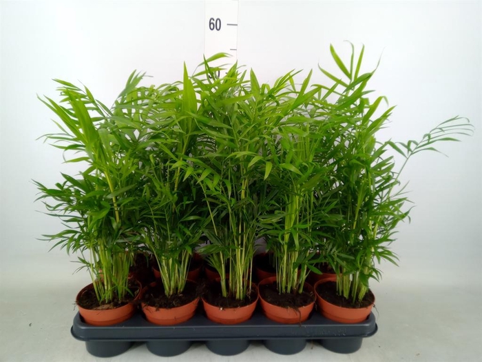 <h4>Chamaedorea elegans</h4>