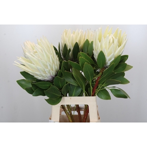 Protea Cyn. Ayoba Arctic Ice