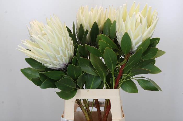 Protea Cyn. Ayoba Arctic Ice