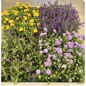 VASTE PLANTEN OV