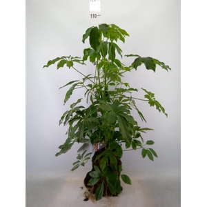 Arr.   Kamerplant Groen H%