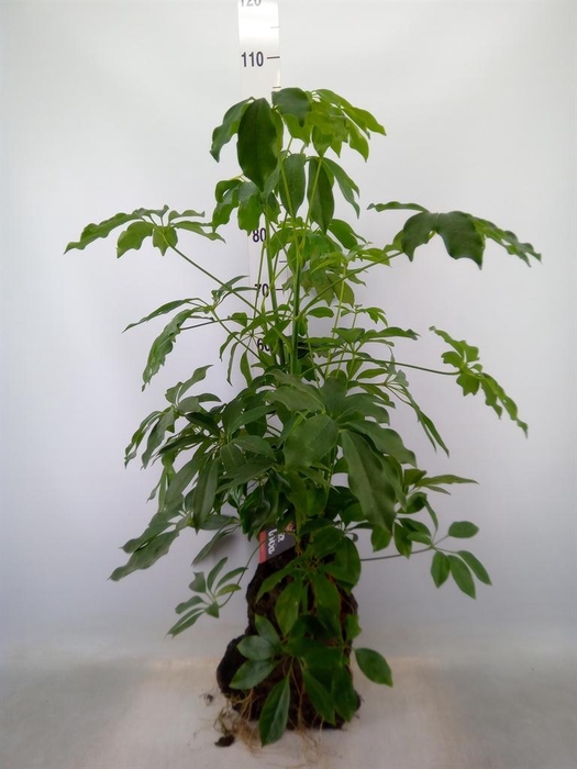 <h4>Arr.   Kamerplant Groen H%</h4>