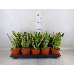 Sansevieria trifa. 'Futura Superba'