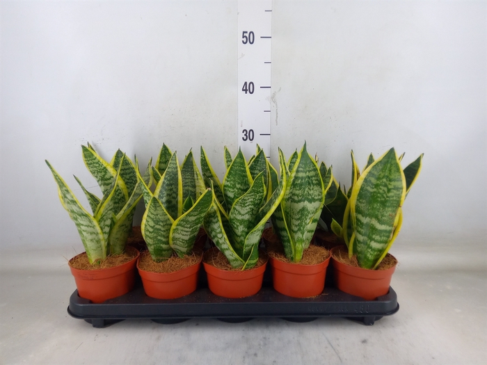 <h4>Sansevieria trifa. 'Futura Superba'</h4>