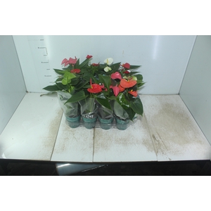 ANTHURIUM VARIADO P09