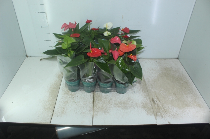 <h4>ANTHURIUM VARIADO P09</h4>