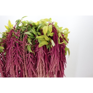Amaranthus Caudatus Red Cord
