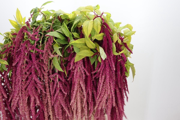 <h4>Amaranthus Caudatus Red Cord</h4>