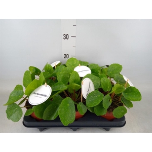 Pilea peperomioides