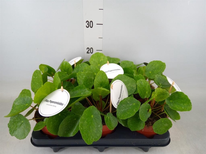 <h4>Pilea peperomioides</h4>