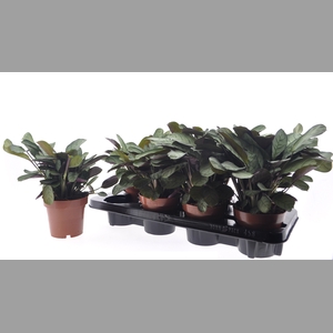 CTENANTHE AMAGRIS
