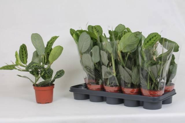 <h4>MARANTA LEMON</h4>