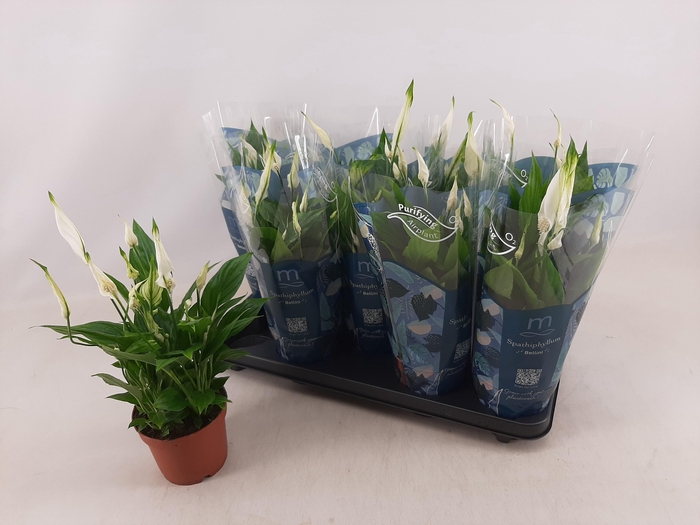 <h4>SPATH BELLINI</h4>