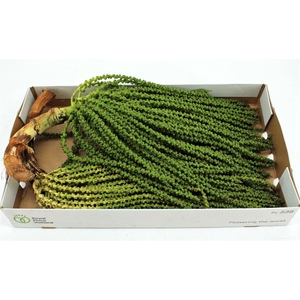 Caryota Stem Small