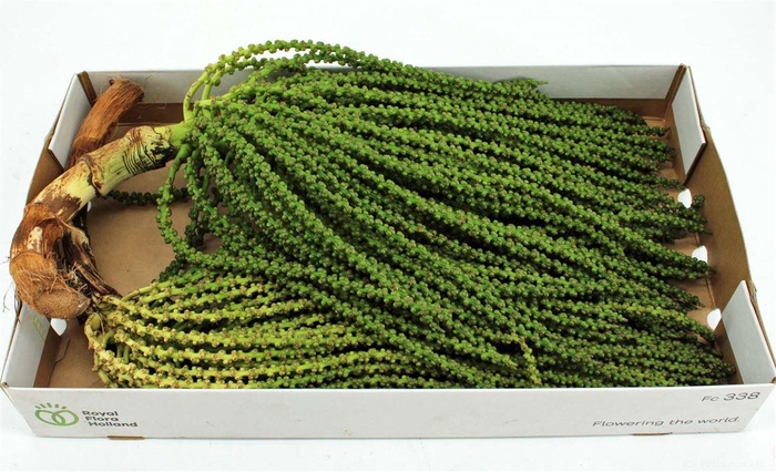 <h4>Caryota Stem Small</h4>