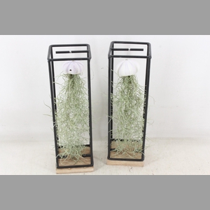 arr3 CP - Ijzer frame hang schelp