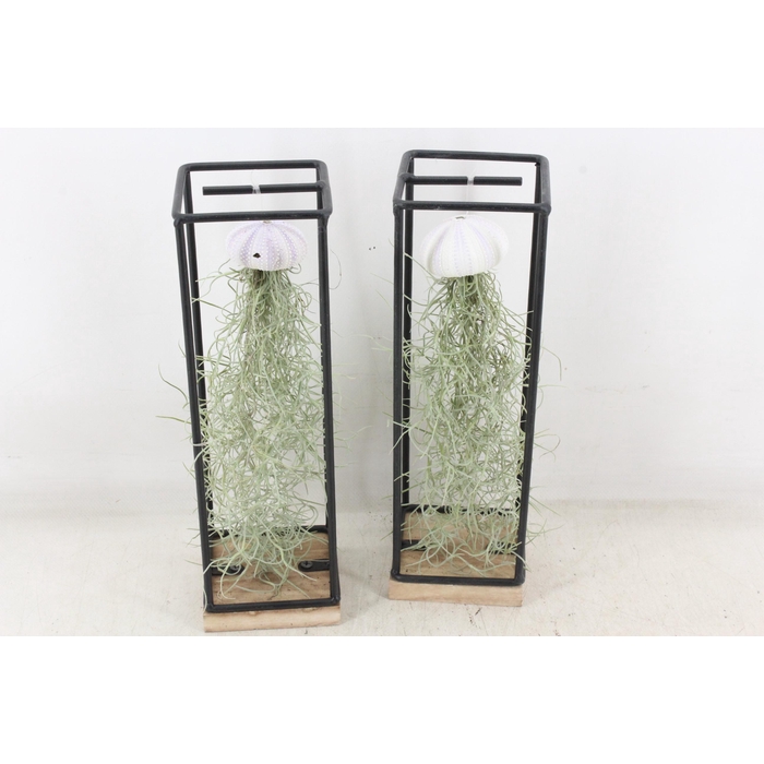 <h4>Arr3 Cp - Ijzer Frame Hang Schelp</h4>