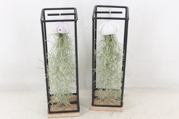 <h4>arr3 CP - Ijzer frame hang schelp</h4>