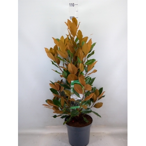 Magnolia grandiflora