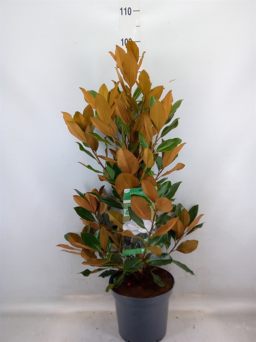 <h4>Magnolia grandiflora</h4>
