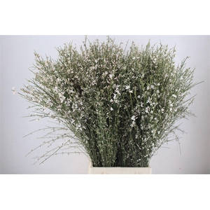 Ginster 400gr White P Bunch