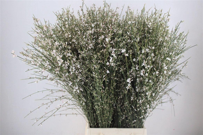 <h4>Ginster 400gr White P Bunch</h4>