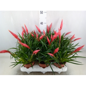 Vriesea  'Astrid'