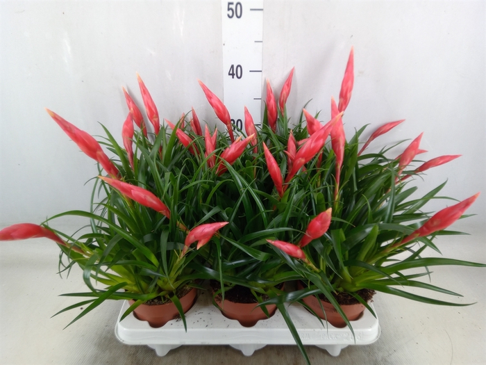 <h4>Vriesea  'Astrid'</h4>
