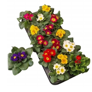 PRIM ACAULIS GEMENGD