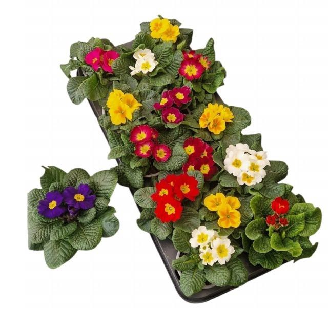 <h4>PRIM ACAULIS GEMENGD</h4>