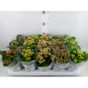 Kalanchoe blos.   ..rosebud mix  5