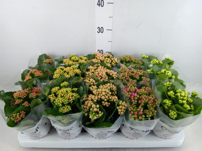 <h4>Kalanchoe blos.   ..rosebud mix  5</h4>