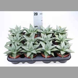 Gasteria