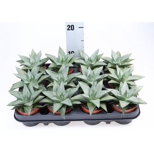 Gasteria