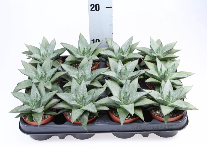 <h4>Gasteria</h4>