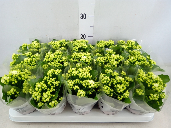 <h4>Kalanchoe blos. 'RosFlow Sia'</h4>