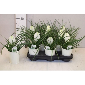 ARR TILLANDSIA
