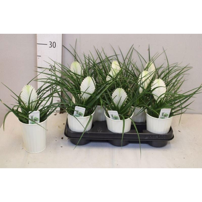 <h4>ARR TILLANDSIA</h4>