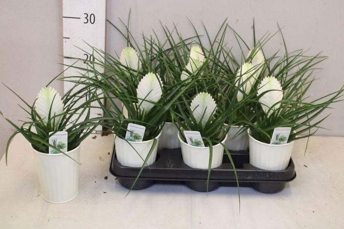 ARR TILLANDSIA