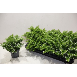 Cuph Hyssopifolia