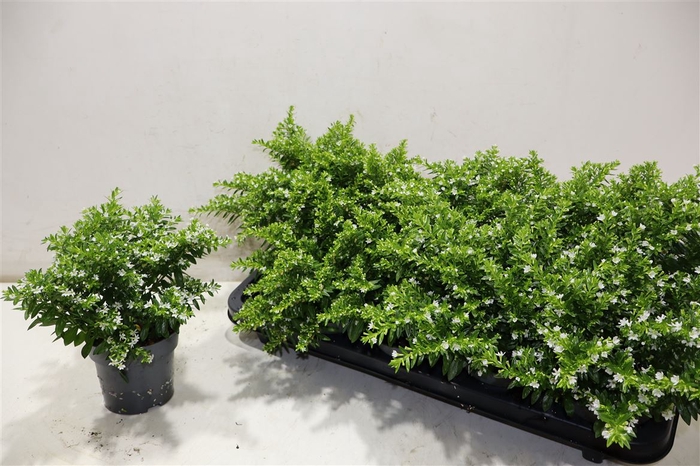 <h4>Cuph Hyssopifolia</h4>