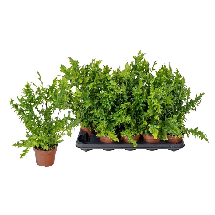 <h4>Phymatosorus scolopendria 'Hawaiian Sunshine'</h4>