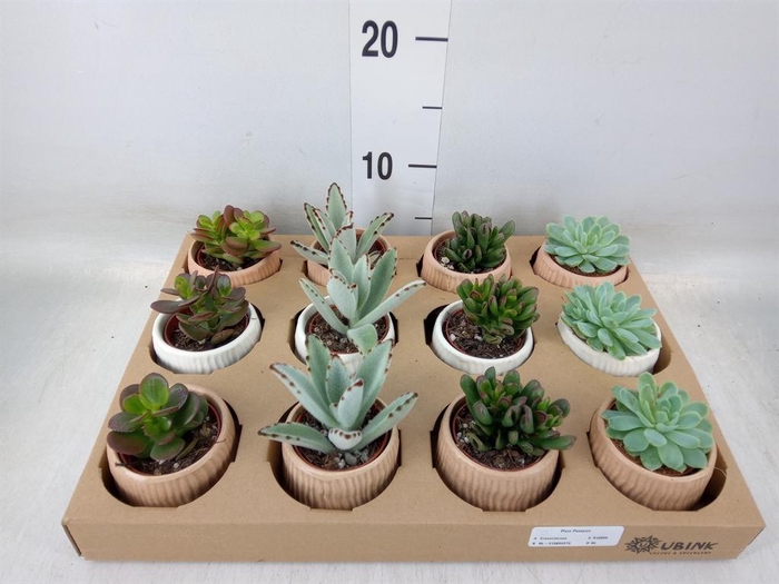 <h4>Succulents   ...</h4>